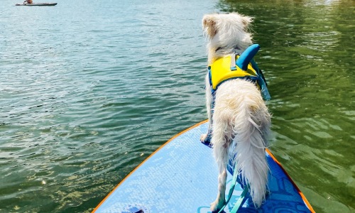 Local Dog Parks Cover Image