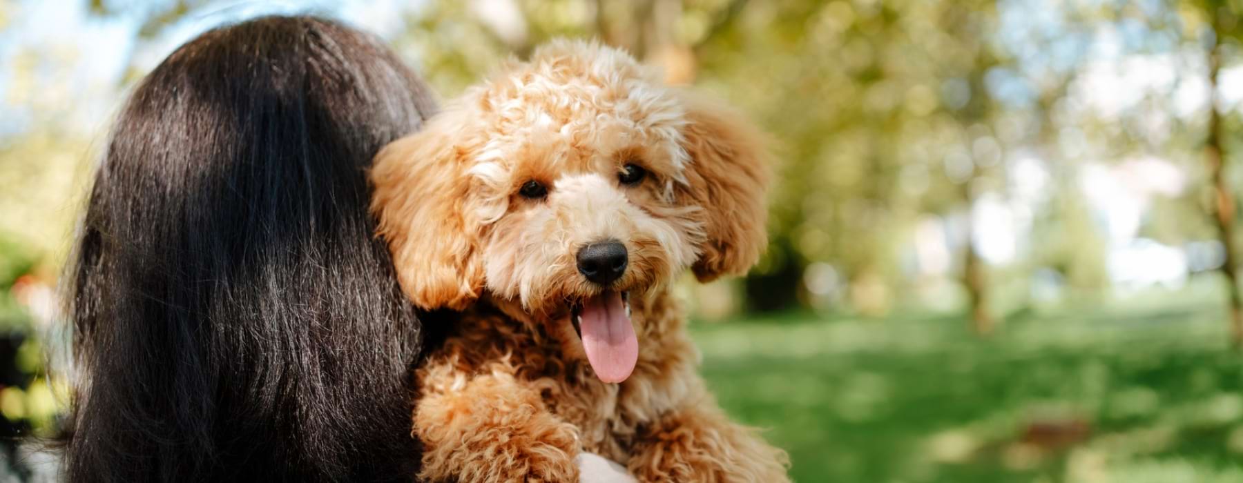Girl holding dog on shoulder
