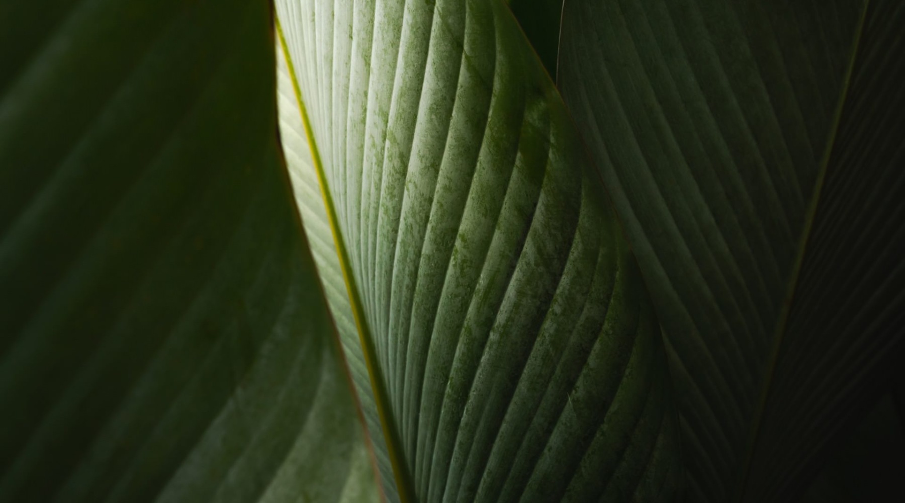 a close up of a plant