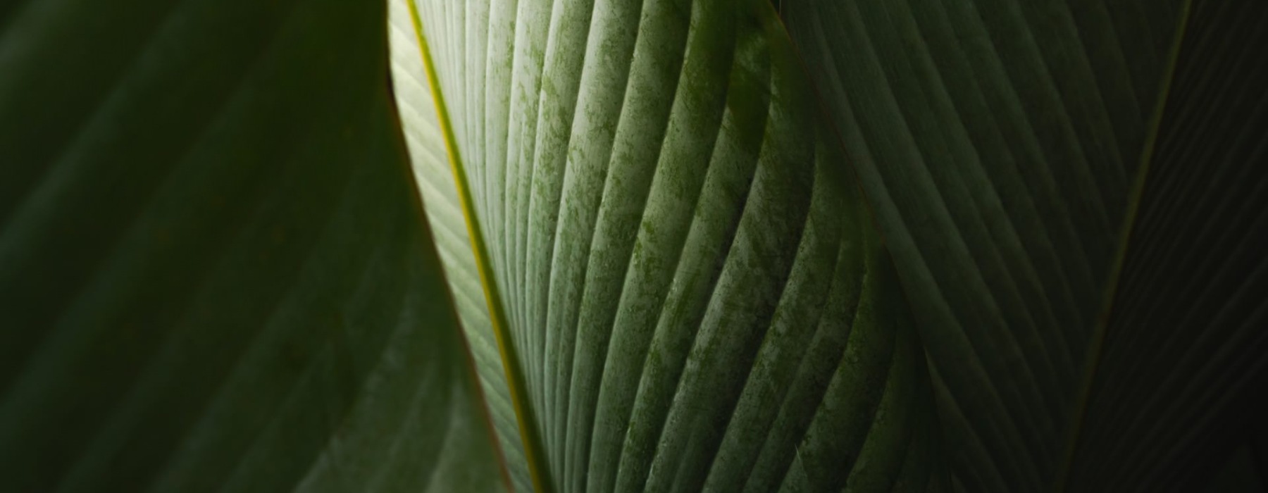 a close up of a plant