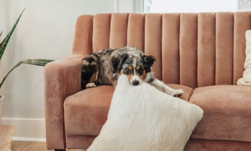 Local Veterinarian Offices Cover Image