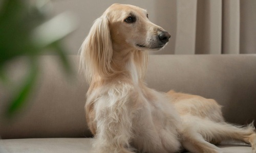 Local Pet Shops Cover Image
